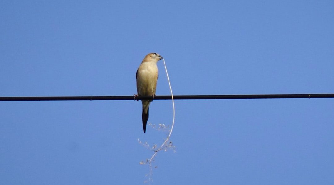 Photo bird hanging lamp